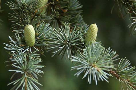 Sedir ağacı Latince kökenlidir ve Latince' de ki adı, Pinaceae olarak bilinir.