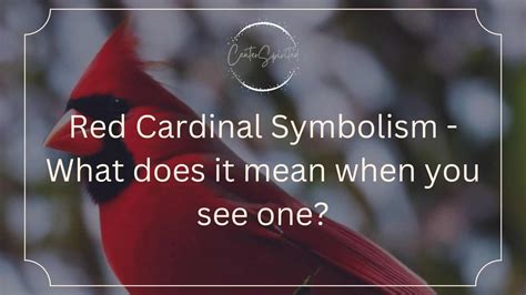 See A Cardinal Meaning Symbolism - Represent Luck, …