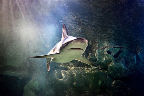 See Sharks SEA LIFE Hunstanton Aquarium