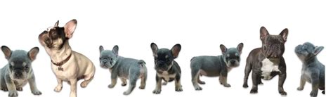 See Upcoming French Bulldog Litters