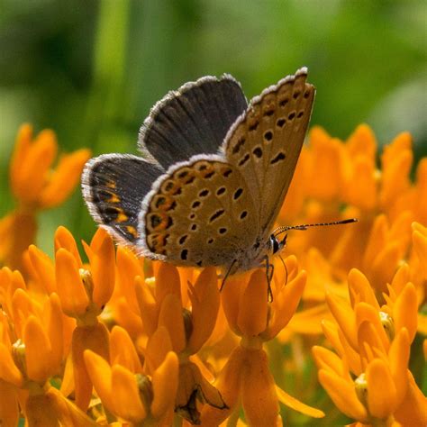 See endangered butterflies at Wilton Wildlife Preserve & Park