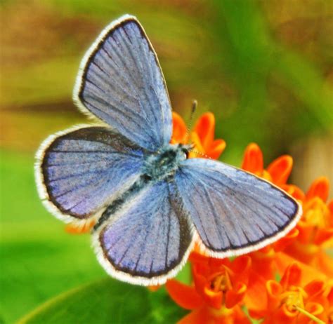 See lupine and Karner blue butterflies at the Wilton Wildlife Festival