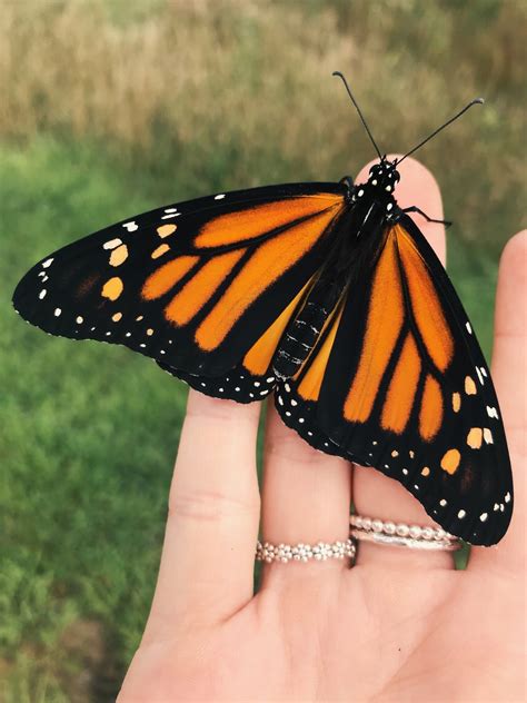 See monarch butterflies at Wilton Wildlife Preserve & Park