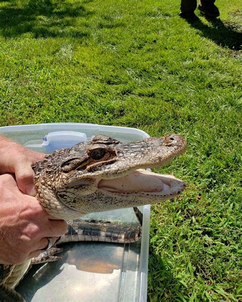 See you later, alligator: New Jersey police capture reptile on the loose for 2 weeks