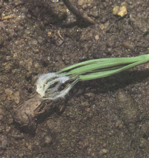 Seed Fungi - Forest Nursery Pests