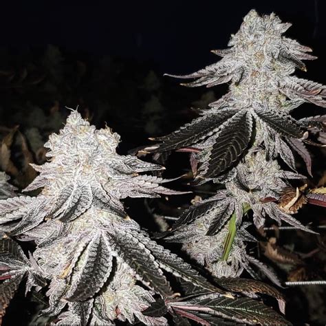 Seed junky genetics. $138.88 | PK Crasher Seed Junky Genetics – P.K. Crasher Pure Kush x Wedding Crasher 10+ Regular Seeds Per Pack About the Origins of the P.K. Crasher Strain Welcome to the captivating world of the P.K. Crasher strain, which was created by Seed Junky Genetics. This extraordinary hybrid combines the genetics of Pure Kush and Wedding Crasher, … 