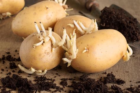 Seed potato. Potato cultivars appear in a variety of colors, shapes, and sizes. The potato / pəˈteɪtoʊ / is a starchy root vegetable native to the Americas that is consumed as a staple food in many parts of the world. [2] Potatoes are tubers of the plant Solanum tuberosum, a perennial in the nightshade family Solanaceae. 
