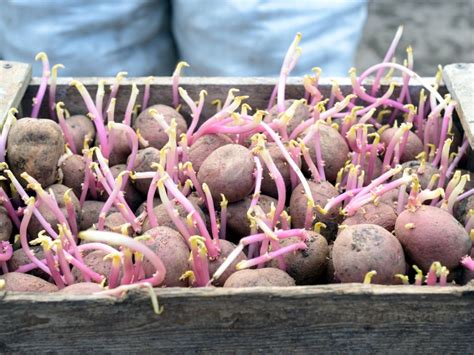 Seed potatoes. Learn how to make your own seed potatoes from any potatoes with eyes, such as white, Idaho, or Russet. Follow the simple steps to prepare, dry, and plant your own spuds for … 