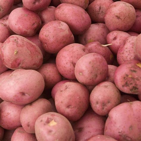 Seed potatoes for sale. Buy certified organic seed potatoes for early, mid and late season varieties, white, colorful and fingerling flesh. Shipping within the contiguous US only, starting from April 15th. 