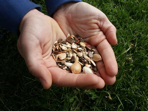 Seed savers seeds. Things To Know About Seed savers seeds. 
