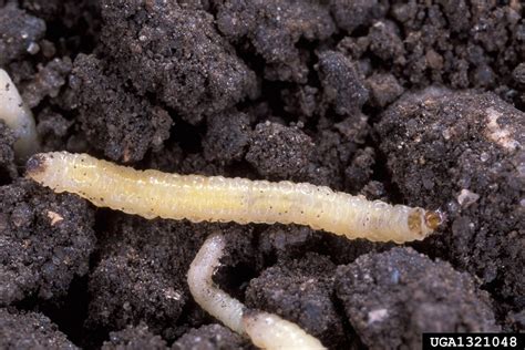 Seed treatments and insecticides in real situations for corn rootworm