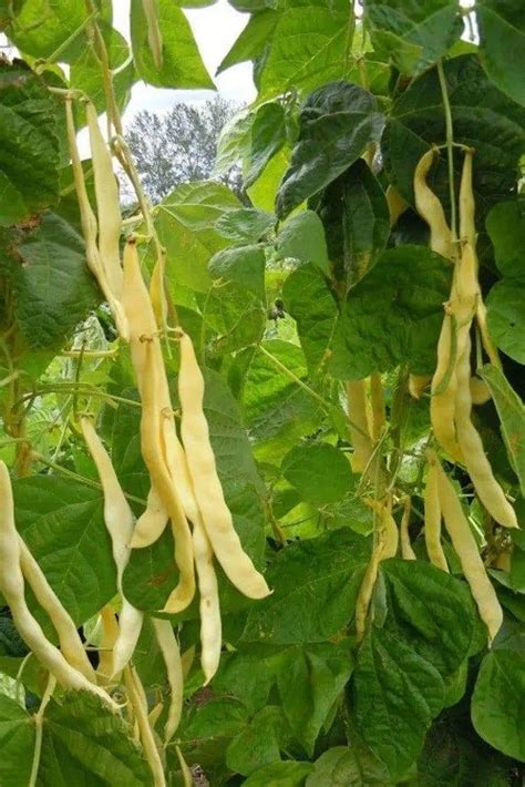 Seedleen 15pcs ‘Gold of Bacau’ Wax Pole Bean vegetable seeds