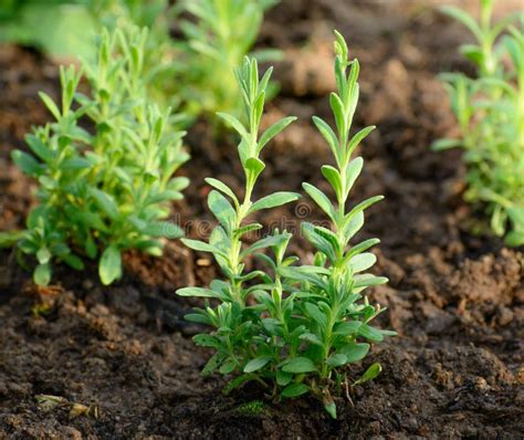 Seedling lavender. Things To Know About Seedling lavender. 