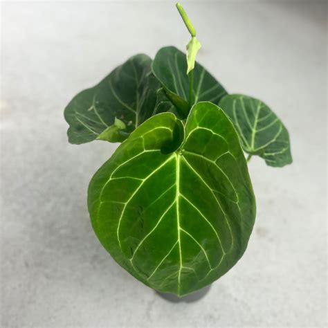 Seeds: Anthurium Portillae X X Hoffmannii X - Downtown Plant Club