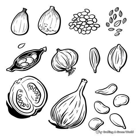 Seeds Coloring Page Preschool Coloring Pages