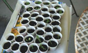 Seeds Not Germinating? Try These Fixes - Epic Gardening