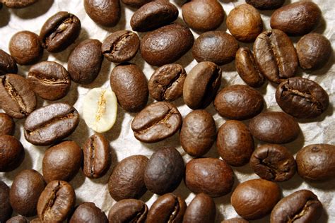 Seeds coffee. 