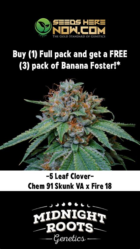 Discover the RS11 Strain: Rainbow Sherbet #11 (Pink Guava x OZK) October 13, 2023. We are excited to introduce you to the illustrious RS11 strain, also known as RS-11 or Rainbow Sherbet #11. This unique cannabis cultivar is gaining attention around the globe for its mouthwatering flavor, exhilarating effects, and glamorous bag appeal.. 