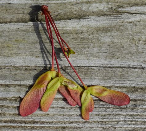 Seeds of maple trees