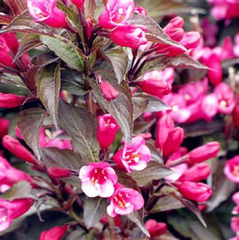 Seeds. Beautiful weigela florida bonsai of the flower rare rare mixing …