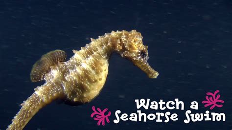 http://www.thedeep.co.uk Filmed at The Deep, Hull, Yorkshire. As you may know, it is the male seahorse that incubates the eggs and then gives birth. This wa...