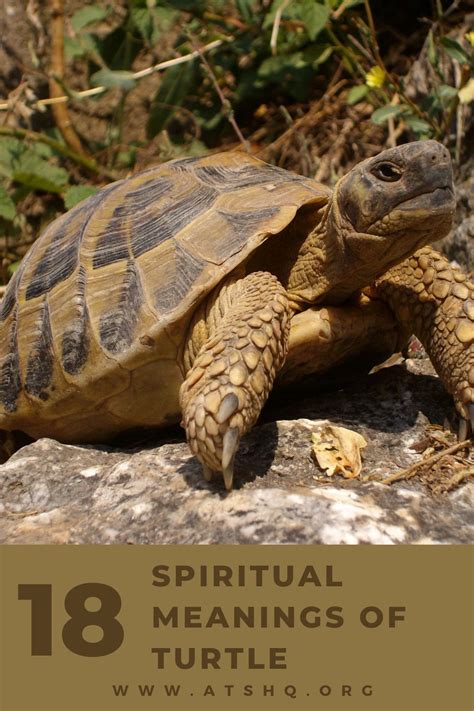 Seeing a Turtle: What Do Turtles Mean Spiritually?