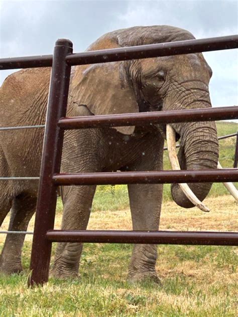 Seeing elephant up close in natural habitat a wish come true for Bay Area elderly woman