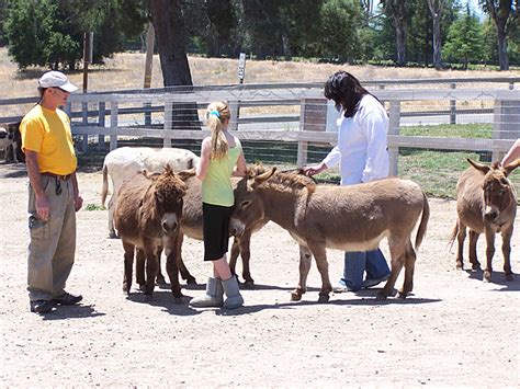 We are an unofficial non-profit. We sell our donkeys to good homes and then take the proceeds and rescue more donkeys. Our donkeys have brought joy to numerous families across the western states and beyond. If you are interested in purchasing a donkeys, please contact us at 805-688-2275 for an appointment.. 