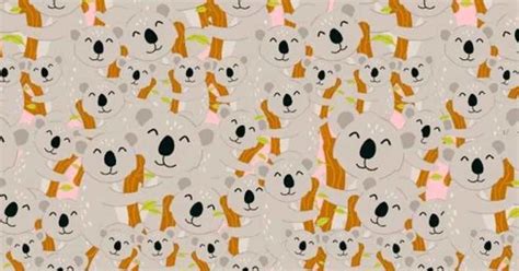 474px x 266px - Seek and Find Puzzle: Are You Sharp Enough to See the Rabbit Among the  Koalas within 15 Seconds?