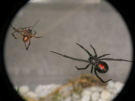 Seen more black widow spiders around Colorado lately? Don’t worry, arachnid expert says.