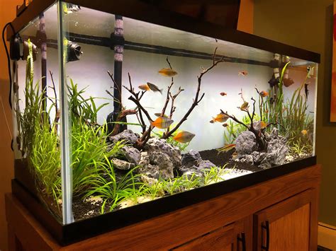 Seeting up a Fishtank - Aquarium-Fish-Plants.com