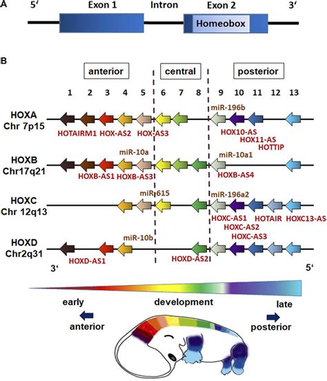 Segmental expression of Hox-2 homoeobox-containing genes in the ...