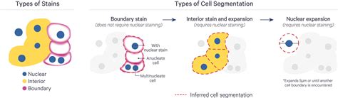 Segmentation models github.  Cellpose-SAM: cell and nucleus segmentation wit...