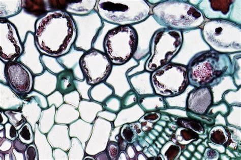 Sel Multiseluler: SEL - CASELFundamentals of SEL - CASEL image 1