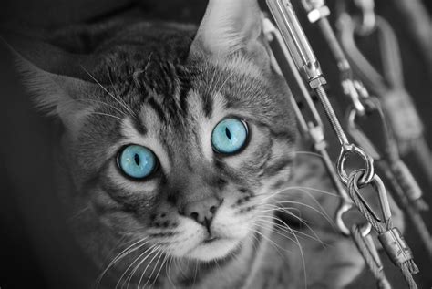 Selective Coloring Photography