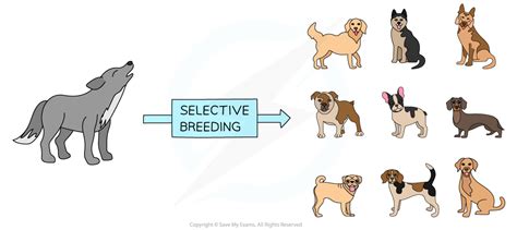 Selective breeding of dogs problems.  the breeding of dogs2 with excessive tr...