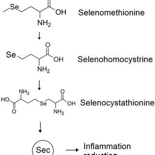 Selenomethionine Definition & Meaning Merriam-Webster Medical