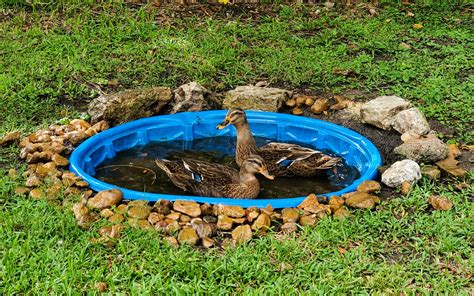 Dec 26, 2018 - Want to build a beautiful DIY backyard pond with a self-cleaning biofilter? ... This DIY Easy Drain Duck Pond is easy to clean and your ducks will love splashing around to cool down in their new swimming hole. K. Kirsten Dunn. Chicken Home. Chicken house/coop made from a recycled children's outdoor little tikes playhouse. .... 