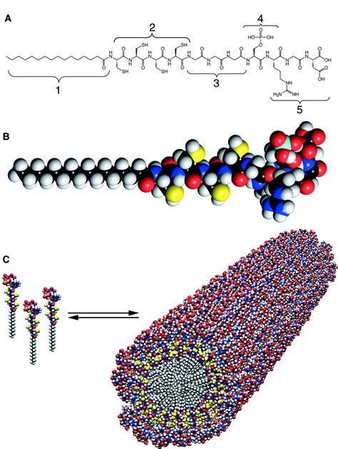 Self-Assembly and Mineralization of Peptide-Amphiphile …