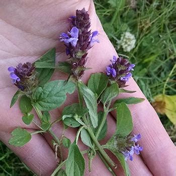 Self-Heal Plant - The Lost Herbs