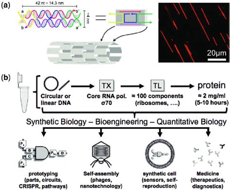 Self-assembling DNA nanotubes to connect molecular landmarks