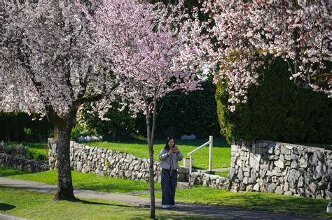Selfie sticks bloom beneath Vancouver’s cherry blossoms, as petal power goes global