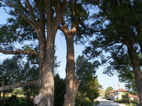 Selkisaray Halı ve Koltuk Yıkama