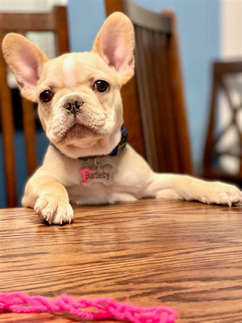 Selling 12 week old Frenchie Staatsbmanager