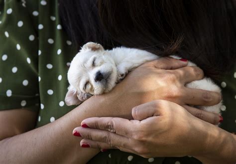 Selling puppies at the border is illegal, and Tijuana officials are trying to stop it