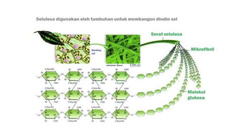 Selulosa Adalah - BELAJAR