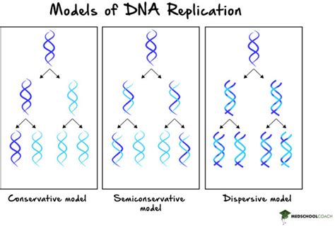 Semiconservative Replication Diagram
