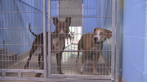 Seminole county animal shelter. Things To Know About Seminole county animal shelter. 