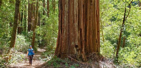 Sempervirens Fund purchase expands Big Basin Redwoods State Park conservation area