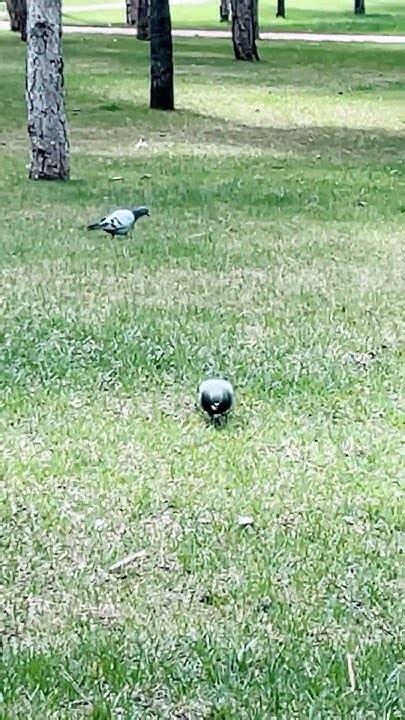 Sen de çekip gitme #güvercin YouTube.